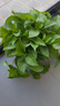 【绿萝盆栽】吸甲醛净化空气水培绿植物懒人花卉好养搬家礼物全 【4盆】180绿萝+透明吸水盆 整体含盆高度20-25cm 实拍图