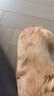 Orijen渴望狗粮 六种鱼 幼犬成犬全价鱼肉美毛进口犬粮11.4kg效期26/3 实拍图