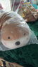 名创优品（MINISO）趴姿系大号趣味狗狗公仔毛绒玩偶玩具抱枕布娃娃生日礼物女卡其色 实拍图