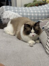 多特思(DOTUS) 猫零食猫条随机口味15g*8支成猫幼猫咪零食湿粮 实拍图
