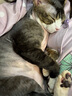 LEGENDSANDY蓝氏猫零食全价主食猫条成猫幼猫鲜肉猫湿粮罐头鲣鱼兔肉味16g*12 实拍图