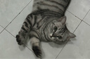 沃趣 纳基矿砂无尘矿物质结团快无尘小颗粒矿土吸水猫咪用品18斤 实拍图