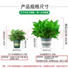 双盟绿萝盆栽除甲醛花卉绿植办公室新房净化空气180加仑4盆装源头直发 实拍图