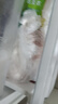 双汇猪里脊肉净重4斤糖醋里脊锅包肉鱼香肉丝食材国产猪肉家庭装 实拍图