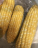 京鲜生云南水果玉米 净重5斤单果280g+ 甜玉米棒新鲜蔬菜应季 源头直发 实拍图