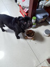 耐吉斯鲜肉夹心狗粮12kg成犬幼犬益生菌鸭肉梨犬粮1.5kg*8包 实拍图