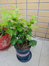 开时果 茉莉花盆栽浓香型 桌面绿植物阳台花卉树苗盆景摆件源头直发包邮 精品茉莉花3-6株【加仑盆】 实拍图