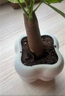 佰花锦办公桌面绿植盆栽发财树室内客厅奶油风网红盆景精致美观四季好养 单杆发财树+PVC白泡泡盆 整体高度约15-25cm 实拍图