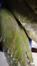 佳农宝菜山东水果甜玉米5-9根装颗粒饱满净重6.18斤源头直发 实拍图