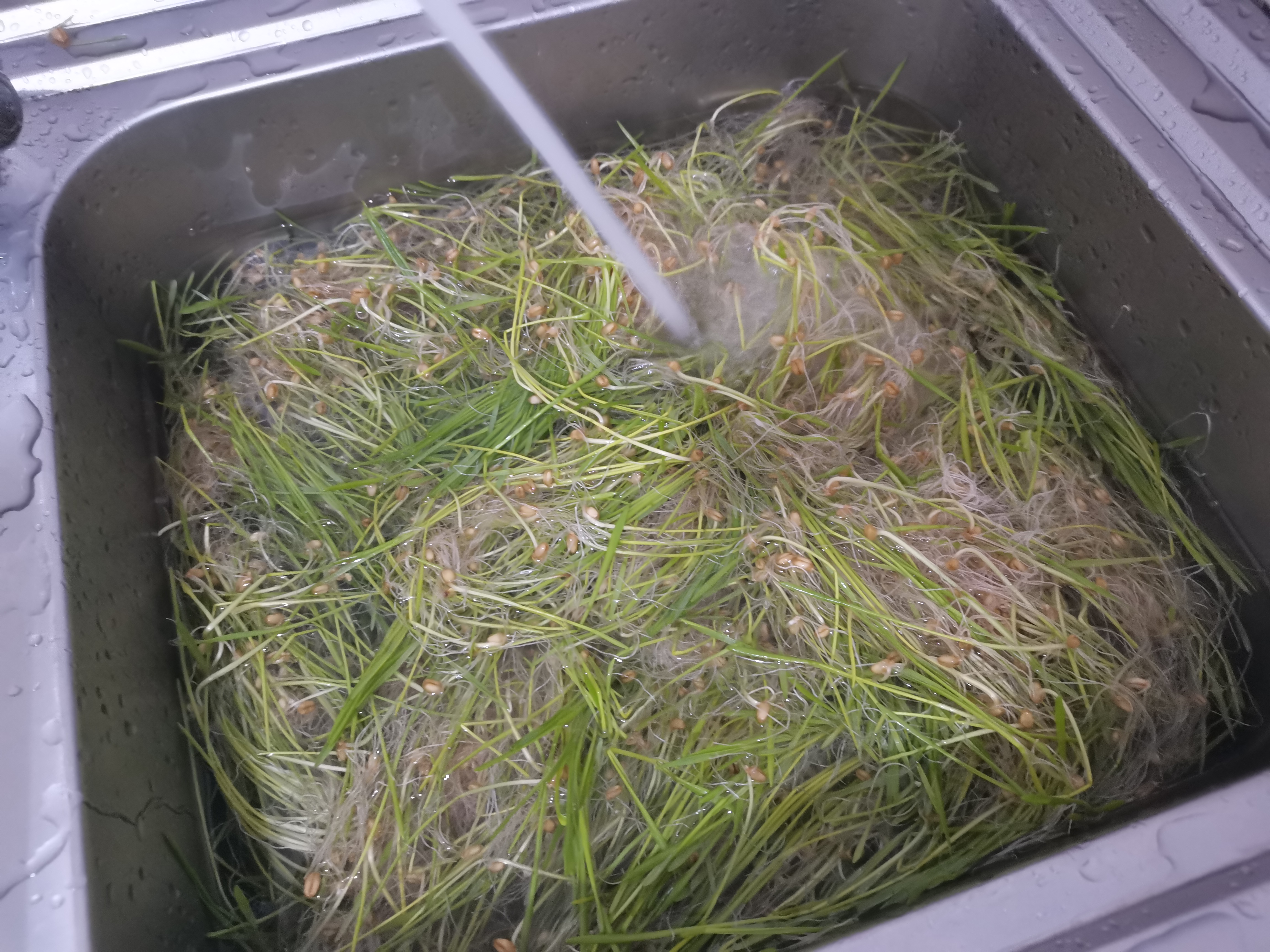 北蔬 小麦草种子种苗水培小麦苗猫草蔬菜种籽 小麦草芽苗菜种子500g 实拍图