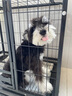 网易严选天成狗粮无谷牛肉鸡肉冻干三拼犬粮 10kg/20斤 实拍图