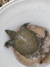 龙王恨野战蓝鲫老版钓鱼饵料老三样饵料正品野钓鱼饵料通杀窝料饵 野战蓝鲫300g【一包】 实拍图
