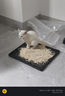 旺园兴中华田园猫猫幼崽花猫小白猫2-3月真猫白狸猫家小土猫超小家养猫 田园级 洁白小白猫【母】 晒单实拍图