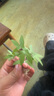寿禾 太阳花种子苗混色重瓣四季种植种籽 太阳花种子(混色重瓣)2万粒 实拍图