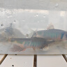 京业（JINGYE）鱼缸增氧泵充电式YE-LD10款1.5W  家用鱼缸氧气泵 户外钓鱼氧泵 实拍图