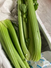 京鲜生山东新鲜大西芹净重4.5斤榨汁现挖芹菜鲜嫩蔬菜 去半叶源头直发 实拍图