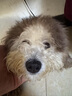 雷米高（RAMICAL）澳宝 成犬专用狗粮工作犬训练基地专用狗粮成犬粮 全价成犬粮500g 实拍图