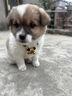 皇家皇家狗粮 成犬狗粮 犬粮 通用犬型 CC 通用粮 ≥12月 8KG 实拍图