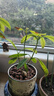 京鲜生 广西紫皮百香果 2斤装 约15-17粒 单果约70g 酸甜风味 生鲜水果 实拍图