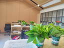 绿萝盆栽室内客厅绿植花卉 家用净化空气绿箩植物吸除甲醛吊兰 高20CM【绿加仑吸水】10盆+5肥 实拍图