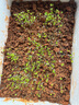 北蔬 蔬菜种子种苗大全生菜香菜菠菜夏季阳台菜籽 6种叶菜类蔬菜种子 实拍图