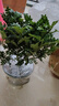 绿有意绿植盆栽多肉花卉盆栽植物室内桌面水培绿植办公室客厅植物懒人 聚财3盆】文竹+富贵竹+发财树 实拍图