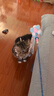 加仕高 猫咪玩具小猫玩具发声逗猫棒 三色毛球逗猫棒 实拍图