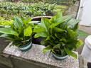 双盟绿萝盆栽除甲醛花卉绿植办公室新房净化空气180加仑4盆装源头直发 实拍图