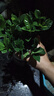 绿有意栀子花盆栽花卉植物室内带花苞阳台驱蚊小绿植树苗四季开花好养活 栀子花期带花苞【90#早安盆】送肥 含盆 实拍图