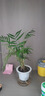 南国爱盆栽懒人好养绿植组合办公室内水培小盆栽花卉净化空气植物绿萝 【5盆组合】白掌+金钱树+金钻+花叶络石+袖珍椰子 实拍图