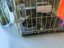 亿迪 冻干猫粮幼猫成猫10斤全价布偶蓝猫英短成年全阶段 实拍图