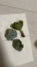 懋扬多肉植物室内小盆栽精品高端多肉大颗株好养花卉绿植阳台客厅 随机3款多肉+3个盆+营养土 实拍图