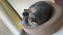 珍宠星球猫抓板窝剑麻猫抓板麻布猫抓盆不掉屑猫窝宠物猫玩具猫爪板 实拍图