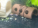 云峰海瑞黑壳虾清洁虾观赏虾 鱼缸水族箱水草缸清洁除藻淡水 【漂亮清洁虾】新手套餐 实拍图