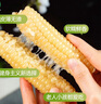小农人花背萝云南拇指香糯小玉米宝宝辅食甜糯粘玉米棒早代餐轻食 1斤【7-10支尝鲜装】 实拍图