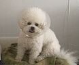 耐吉斯无谷冻干生骨肉成犬幼犬狗粮鸭肉梨1.5kg【新旧版随机发货】 实拍图