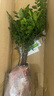 小叶紫檀盆景老桩绿植中式盆栽室内办公桌面茶几花卉摆件好养易活 丛林小叶紫檀1盆【25-30厘米】+原盆土+肥 实拍图