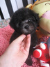 疯狂小狗中大型犬狗粮成幼犬40斤装宠物柯基边牧金毛拉布拉多鸡肉燕麦20kg 实拍图