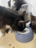 甜浪海猫碗双碗自动喂食器不锈钢狗盆幼猫吃饭喝水防打翻饮水机宠物食盆 实拍图