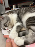 宠幸  升级2mm绿茶豆腐猫砂2.7kg*4 纯豆腐可冲厕所除臭低尘猫砂 实拍图