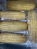 京鲜生 东北白糯玉米230g*8棒 新鲜甜糯玉米棒真空包装粘玉米 源头直发 实拍图