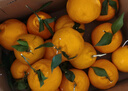 京地达四川春见耙耙柑 8斤臻稀果王100mm+粑粑柑整箱新鲜水果源头包邮 实拍图
