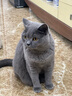 卫仕猫多维200片*3 猫用复合维生素片维生素b美毛宠物营养猫咪维生素 实拍图