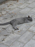 京东京造3支猫用体内外同驱虫药 4kg内成猫幼猫耳螨虱子跳蚤蛔虫蜱虫 晒单实拍图