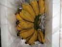 新鲜现摘香蕉小米蕉青皮发货放熟吃新鲜水果 小米蕉 5斤 实拍图