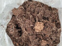 品氏泥炭土丹麦进口果蔬营养土种植有机花土整包纯泥炭草炭土包邮 泥炭土分装10-30mm【16L】约5斤 实拍图