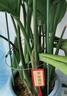 九千谷植物攀爬架包钢管花架蔷薇月季葡萄固定支撑防倒固定架60cm4634 实拍图