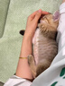 亿迪猫粮冻干幼猫成猫全价全阶段5斤布偶蓝猫英短小包装2.5kg 实拍图