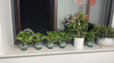 双盟绿萝盆栽除甲醛花卉绿植办公室新房净化空气 120款10盆源头直发 实拍图