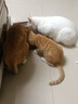 比瑞吉俱乐部系列三文鱼2kg高蛋白全价全期成猫幼猫粮全年龄段透明原料 实拍图